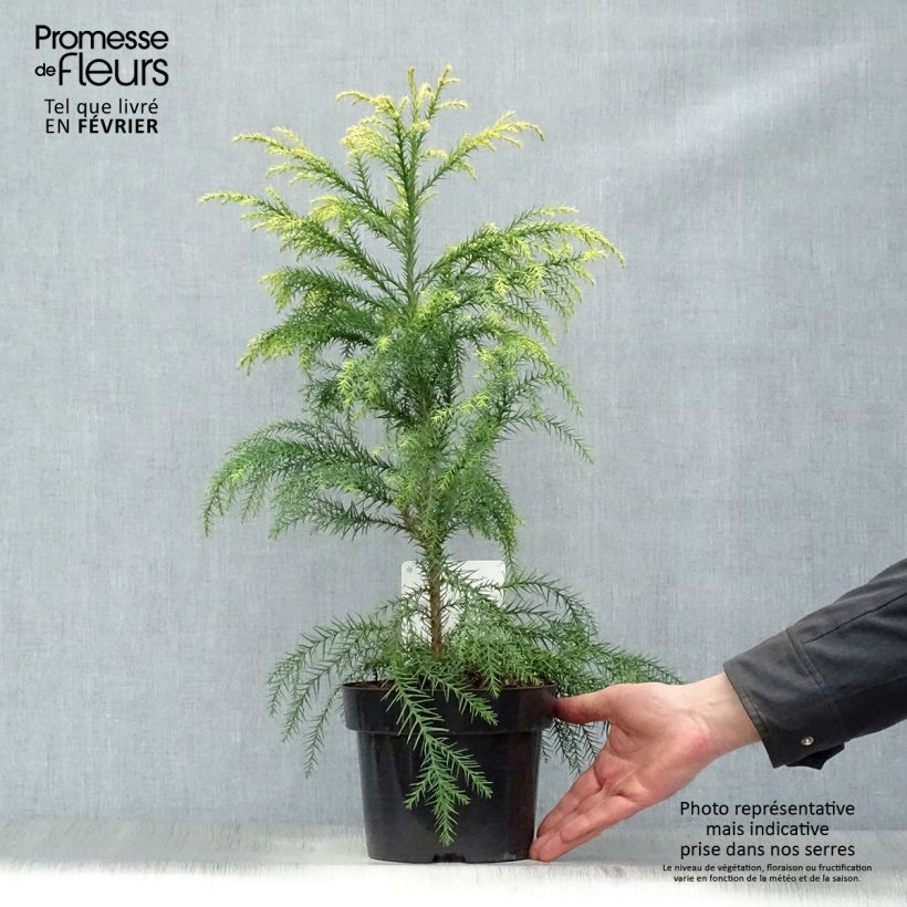 Cryptomeria japonica Sekkan Sugi - Cedro del Giappone Vaso da 2L/3L esemplare consegnato in inverno