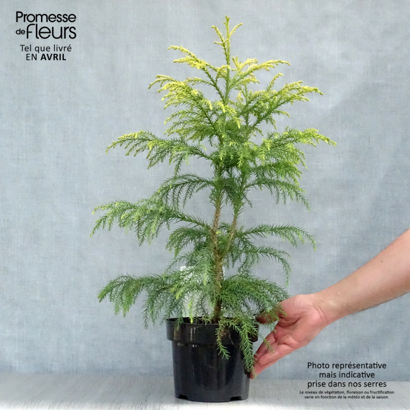 Cryptomeria japonica Sekkan Sugi - Cedro del Giappone Vaso da 2L/3L esemplare consegnato in primavera