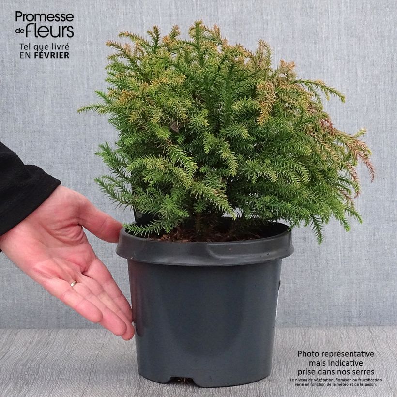 Cryptomeria japonica Vilmorin Gold - Cedro del Giappone Vaso da 2L/3L esemplare consegnato in inverno