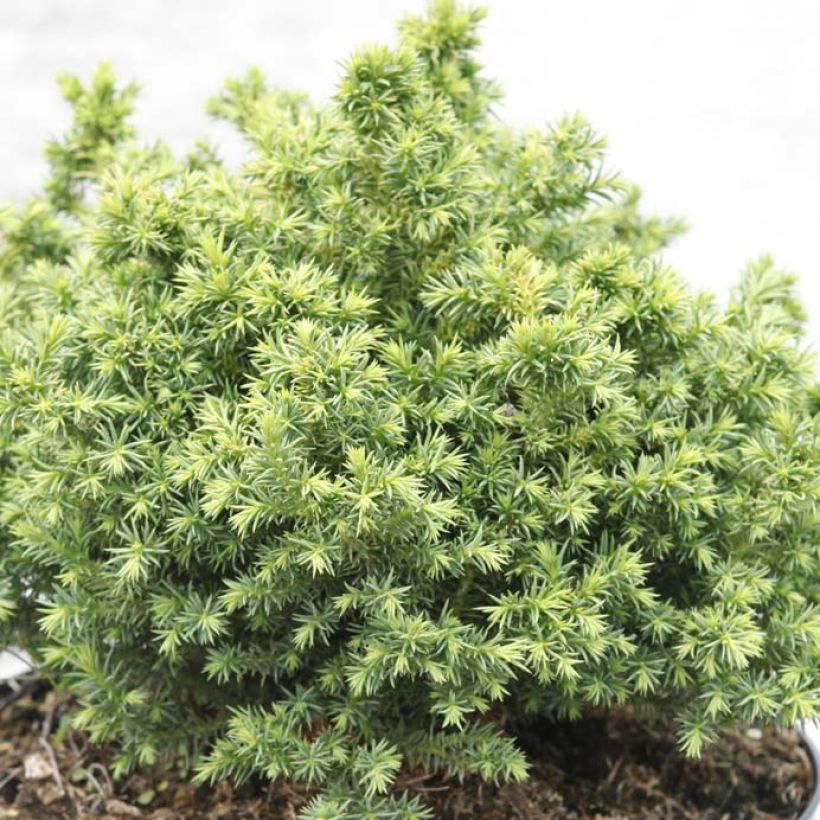 Cryptomeria japonica Vilmoriniana - Cedro del Giappone (Fogliame)