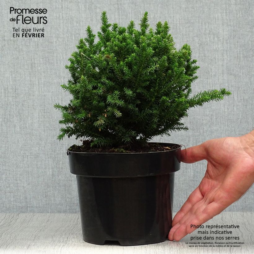 Esemplare di Cryptomeria japonica Vilmoriniana - Cedro del Giappone Vaso da 2L/3L come consegnato in autunno