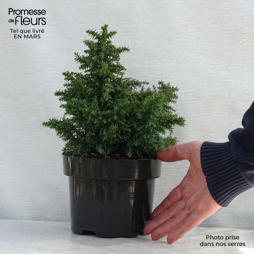 Cryptomeria japonica Yokohama - Cedro del Giappone Vaso da 2L/3L esemplare consegnato in primavera