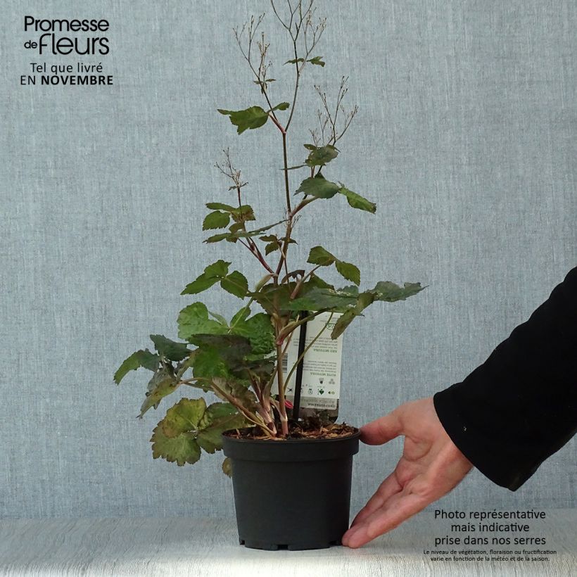 Esemplare di Cryptotaenia japonica f. atropurpurea - Prezzemolo giapponese Vaso da 1,5L/2L come consegnato in autunno