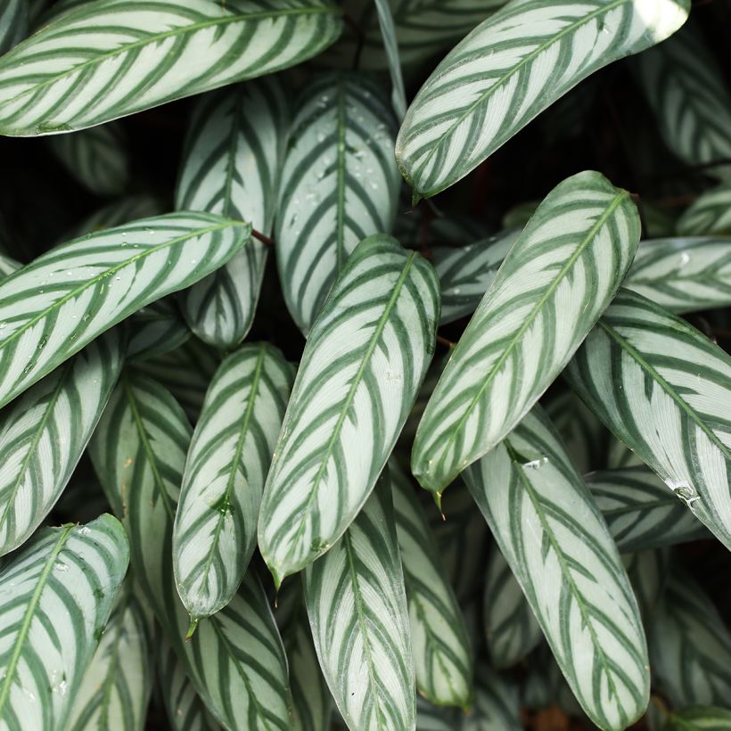 Ctenanthe Compactstar (Fogliame)