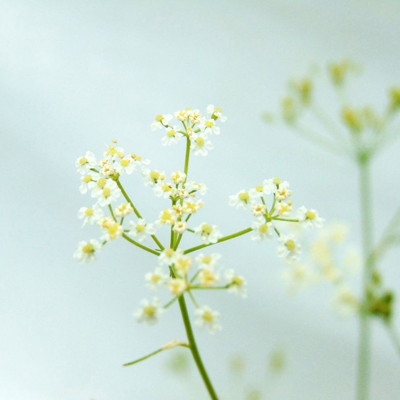 Carum carvi Bio - Kummel (Fioritura)
