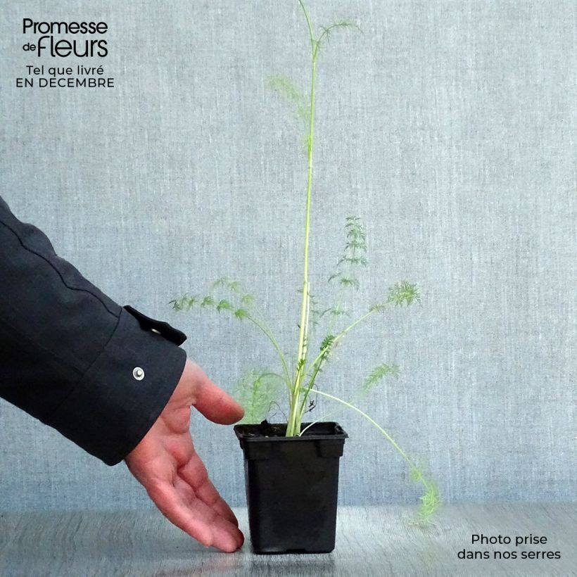 Carum carvi Bio - Kummel Vasetto da 8/9 cm esemplare consegnato in inverno