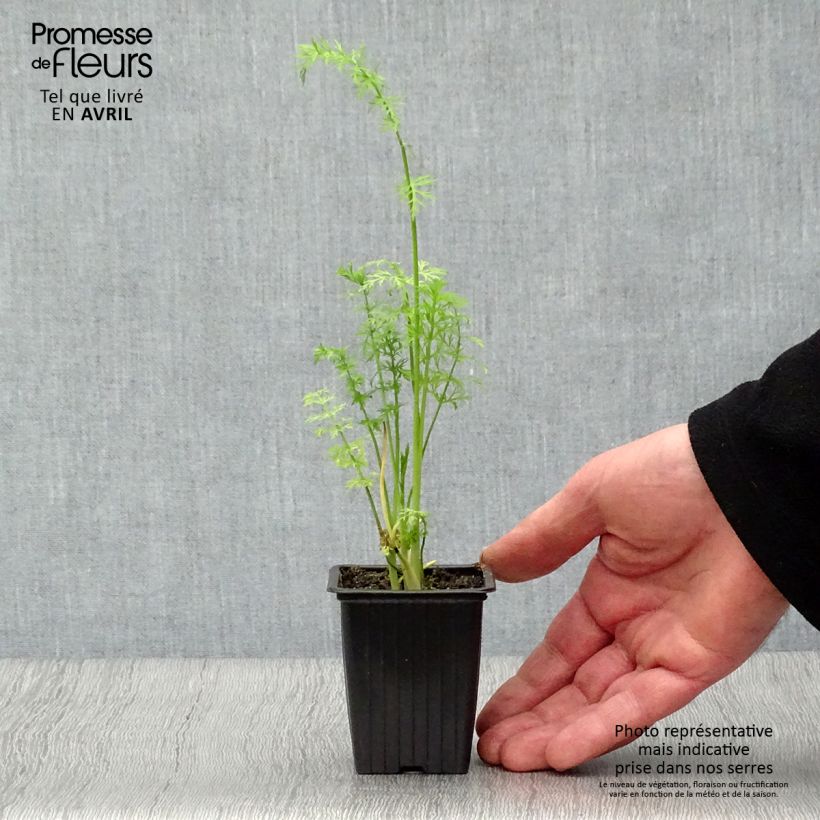 Carum carvi Bio - Kummel Vasetto da 8/9 cm esemplare consegnato in primavera