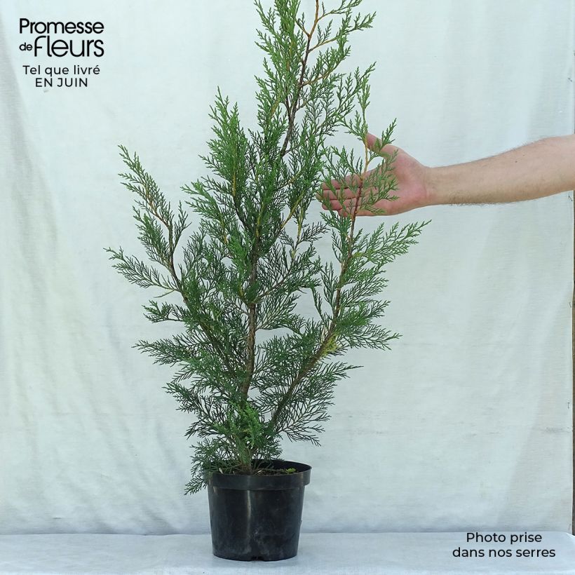 Esemplare di Cupressocyparis leylandii 2001 - Cipresso di Leyland Vaso da 2L/3L consegnato in estate