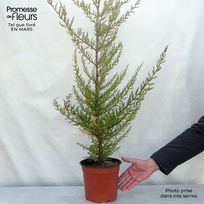 Cupressus macrocarpa Vaso da 2L/3L esemplare consegnato in primavera