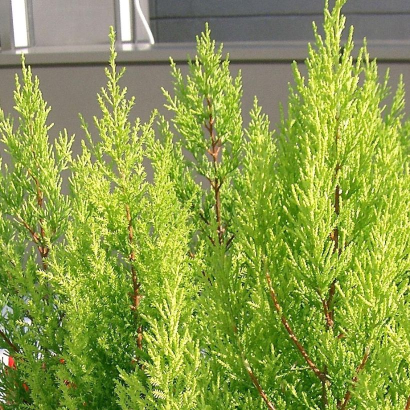 Cupressus macrocarpa Goldcrest (Fogliame)