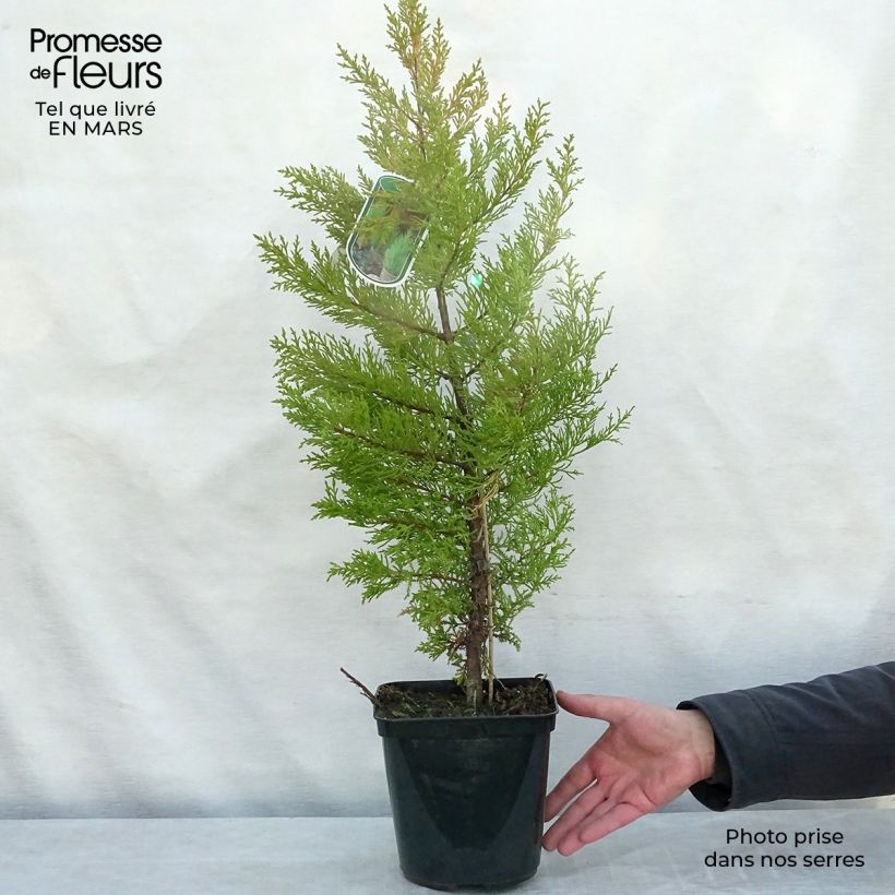 Cupressus macrocarpa Goldcrest Vaso da 4L/5L esemplare consegnato in inverno