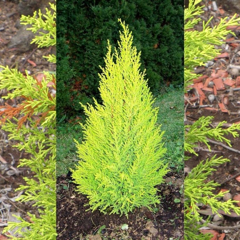 Cupressus macrocarpa Wilma (Porto)