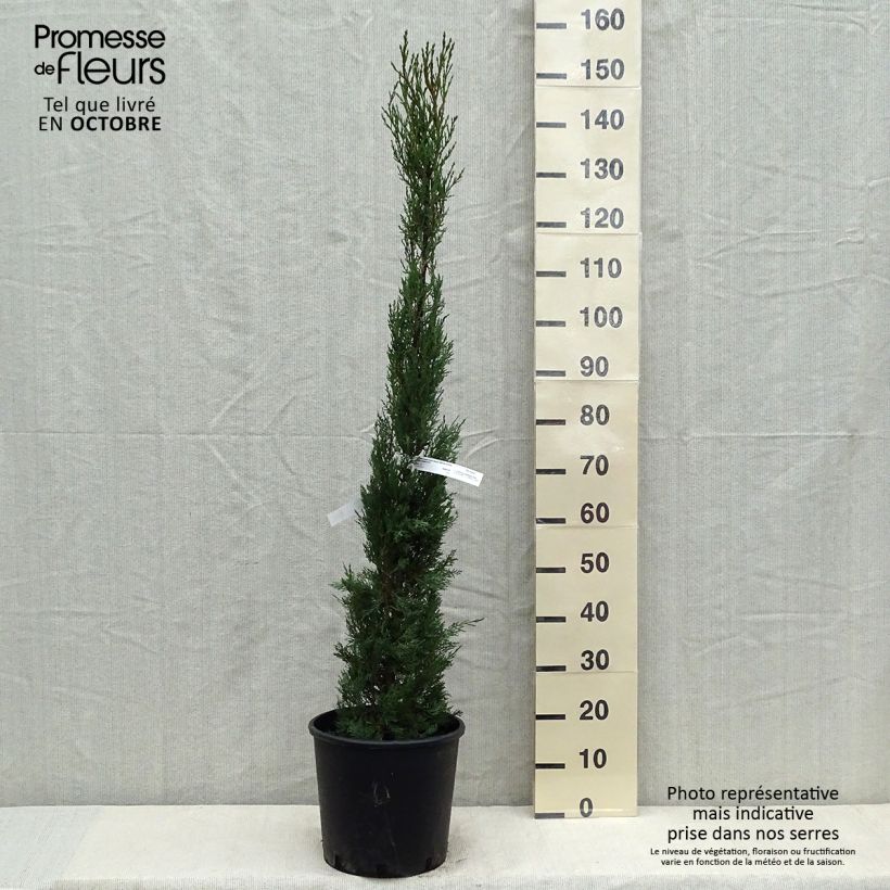 Esemplare di Cupressus sempervirens var. stricta - Cipresso comune Vaso da 7,5L/10L come consegnato in autunno