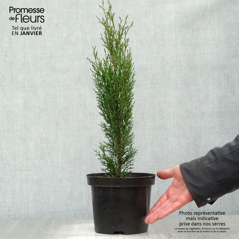 Cupressus sempervirens var. stricta Totem - Cipresso comune Vaso da 2L/3L esemplare consegnato in inverno