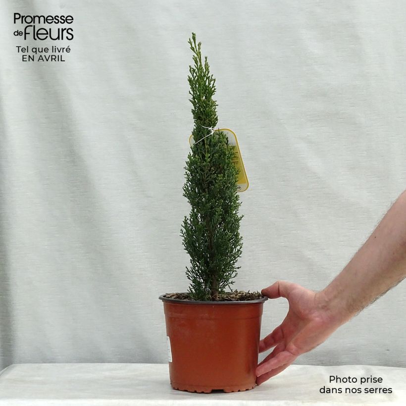 Cupressus sempervirens var. stricta Totem - Cipresso comune Vaso da 2L/3L esemplare consegnato in primavera