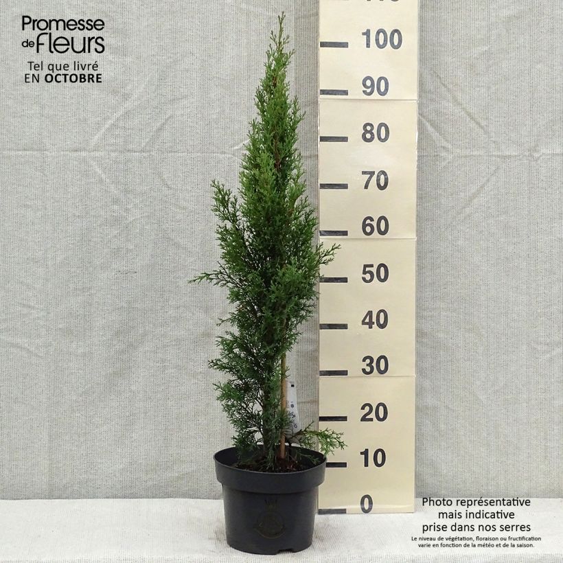 Esemplare di Cupressus sempervirens var. stricta Totem - Cipresso comune Vaso da 4L/5L come consegnato in autunno