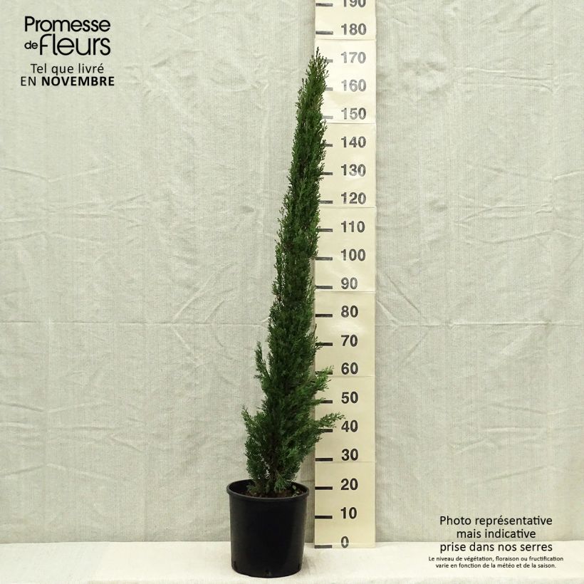Esemplare di Cupressus sempervirens var. stricta Totem - Cipresso comune Vaso da 7,5L/10L come consegnato in autunno