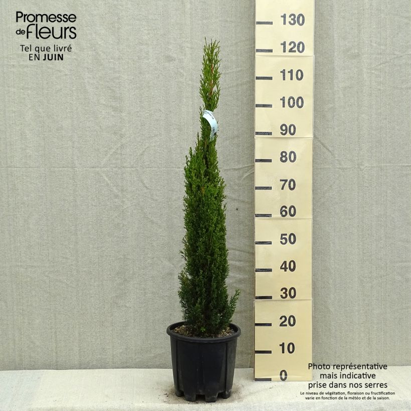 Cupressus sempervirens var. stricta Totem - Cipresso comune Vaso da 7,5L/10L esemplare consegnato in primavera