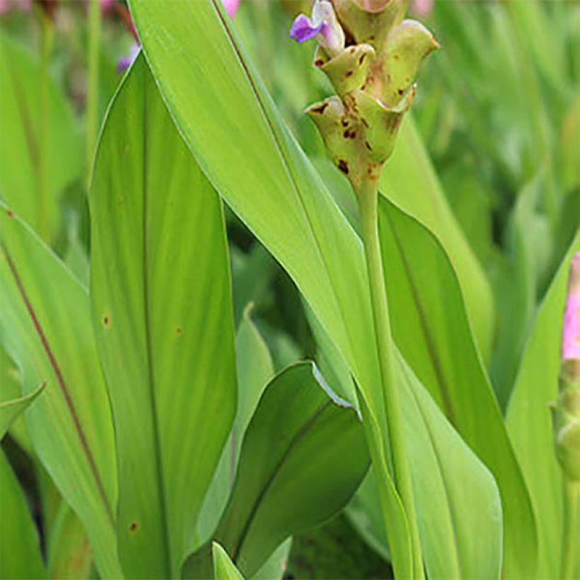 Curcuma alismatifolia Pink (Fogliame)