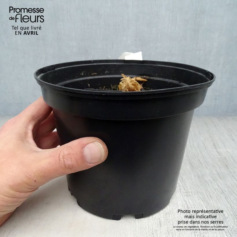 Curcuma longa - Curcuma Vaso da 2L/3L esemplare consegnato in primavera