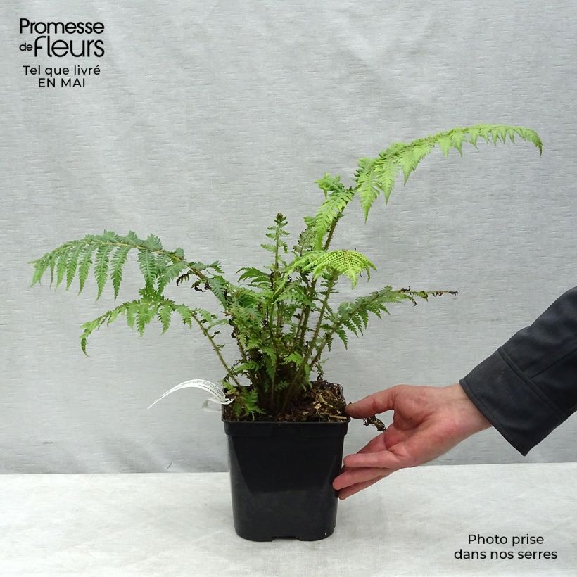 Cyathea cooperi - Felce arborea Vaso da 2L/3L esemplare consegnato in primavera