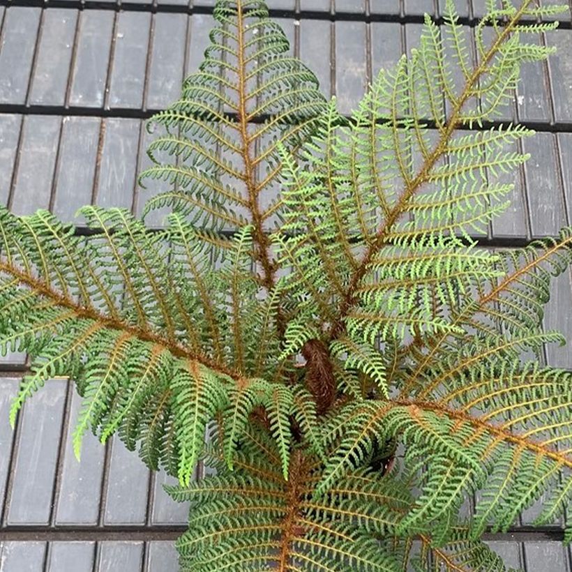 Cyathea tomentosissima - Felce arborea (Fogliame)