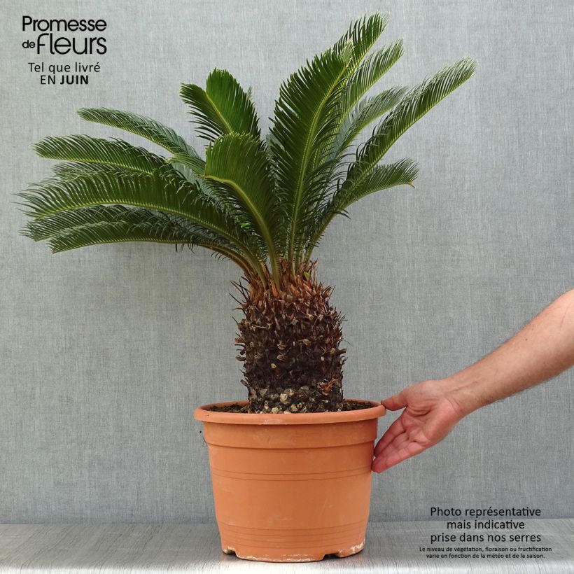Cycas revoluta - Cycas del Giappone Vaso da 7,5L/10L esemplare consegnato in primavera