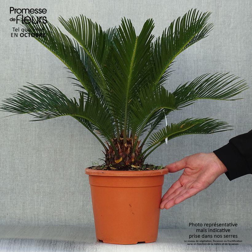 Esemplare di Cycas revoluta - Cycas del Giappone Vaso da 4L/5L come consegnato in autunno