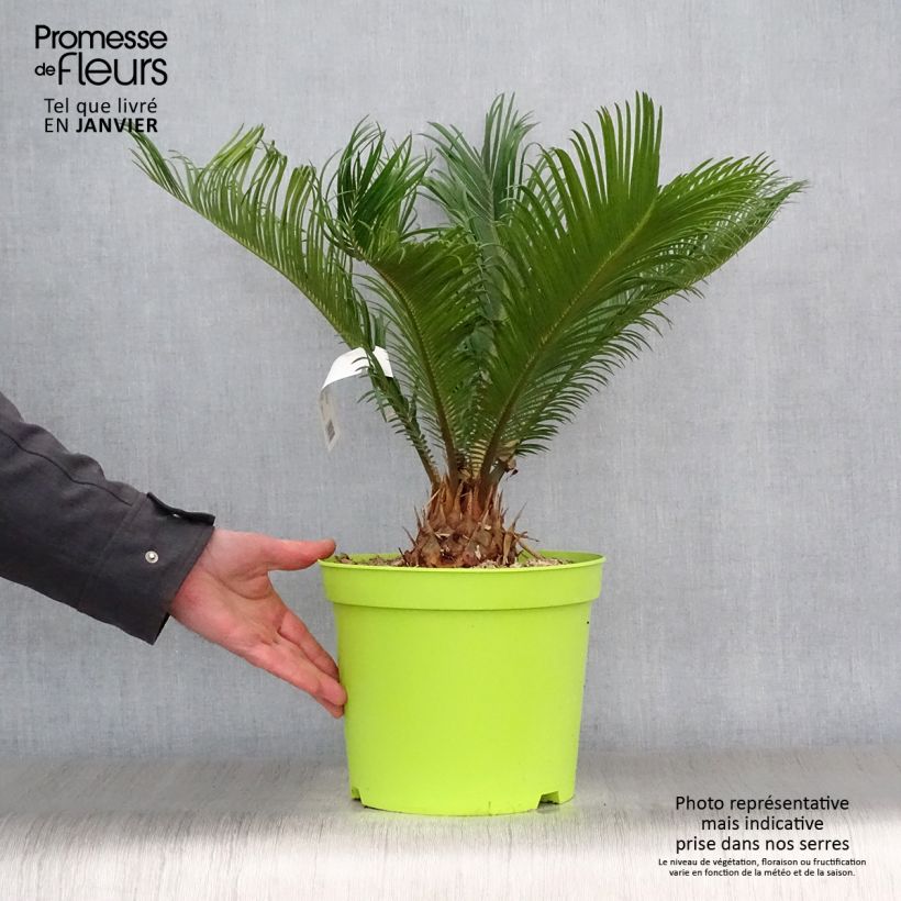 Cycas revoluta - Cycas del Giappone Vaso da 4L/5L esemplare consegnato in inverno