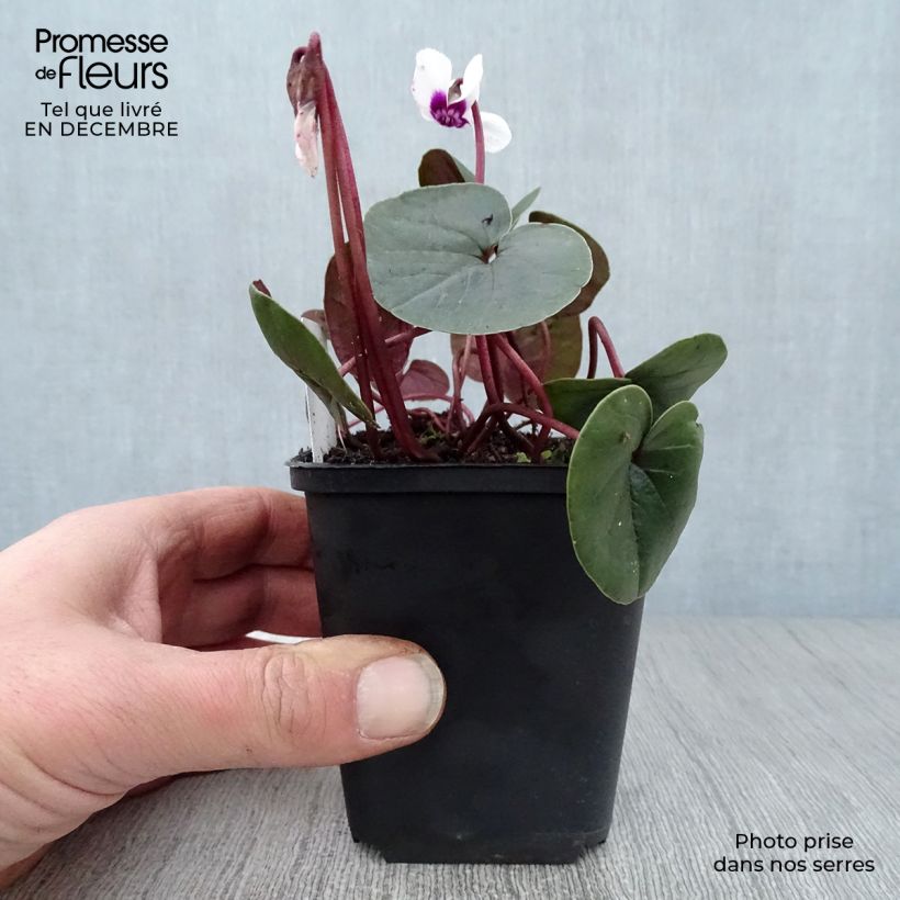 Ciclamino coum Album Vasetto da 8/9 cm esemplare consegnato in inverno