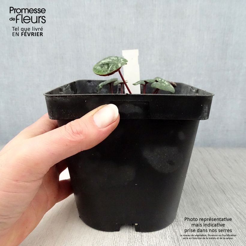 Ciclamino coum rosea Vaso da 2L/3L esemplare consegnato in inverno