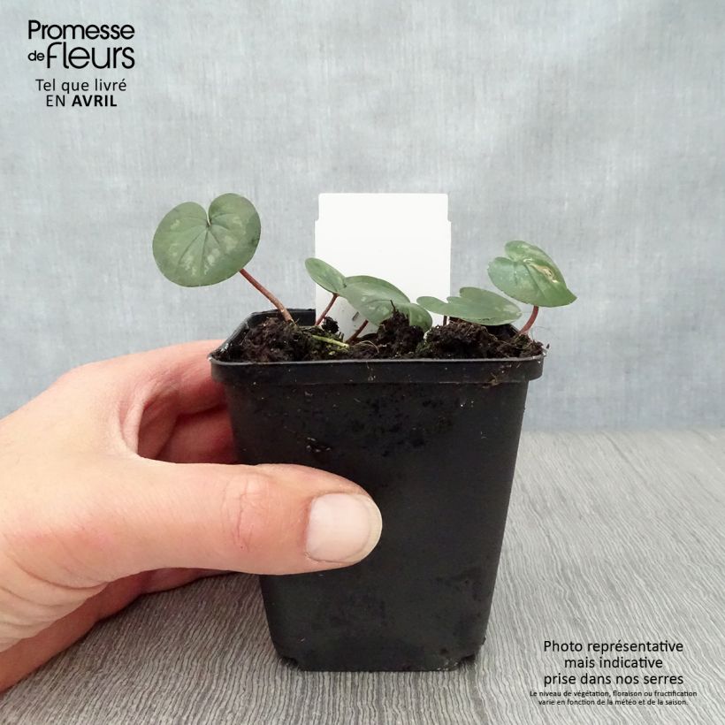 Ciclamino coum rosea Vasetto da 8/9 cm esemplare consegnato in primavera