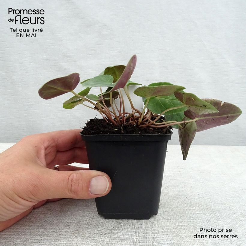 Cyclamen hederifolium Album Vasetto da 7/8 cm esemplare consegnato in primavera