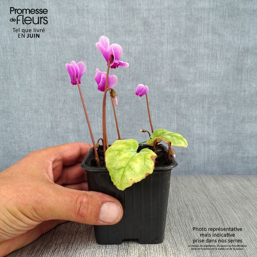Esemplare di Cyclamen hederifolium Vasetto da 7/8 cm consegnato in estate