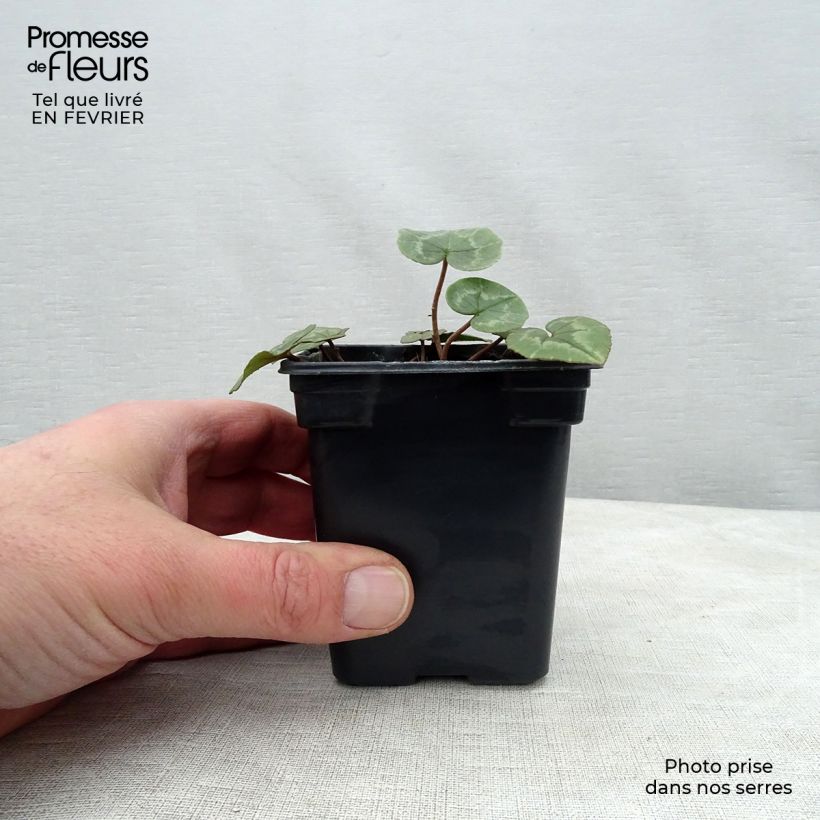 Ciclamino di Napoli rosa vaso esemplare consegnato in inverno