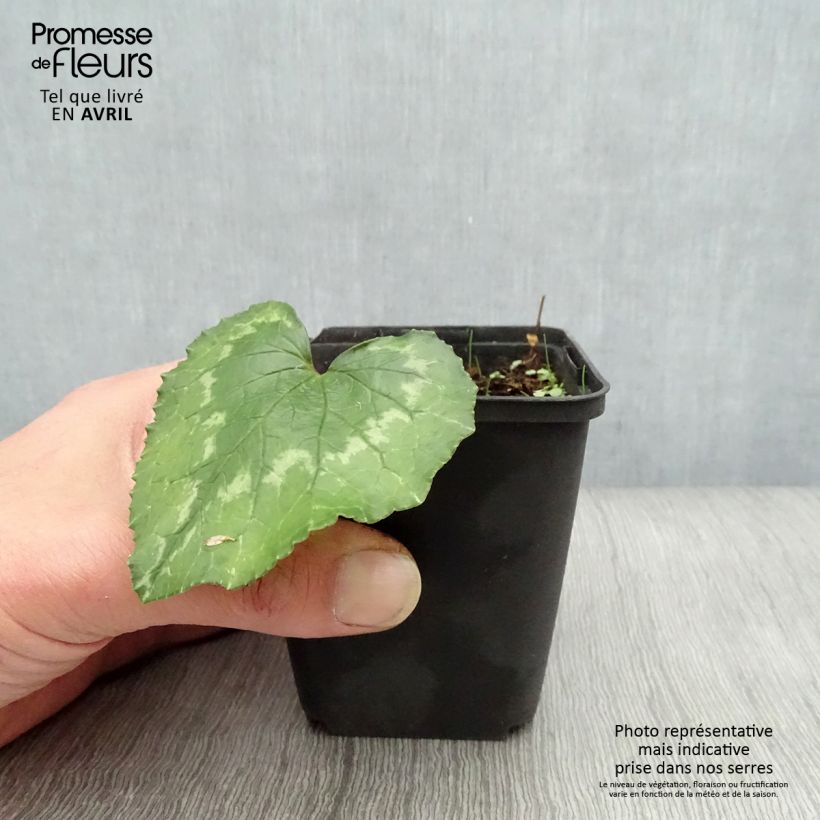 Ciclamino di Napoli rosa vaso esemplare consegnato in primavera