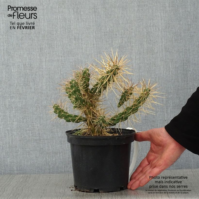 Cylindropuntia tunicata Vaso da 4L/5L esemplare consegnato in inverno