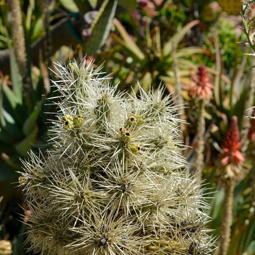 Cylindropuntia tunicata (Fogliame)