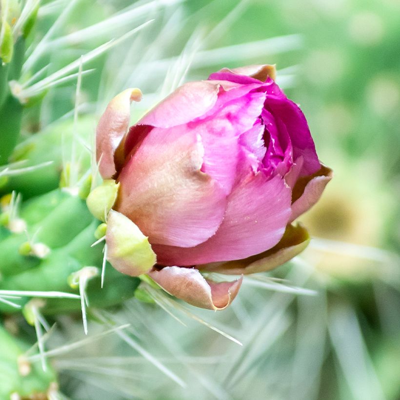 Cylindropuntia tunicata (Fioritura)