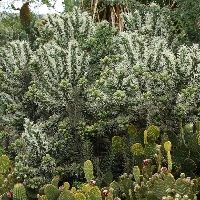 Cylindropuntia tunicata (Porto)