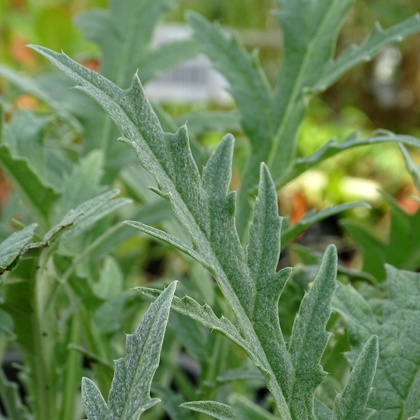 Carciofo Verde di Laon (piante) (Fogliame)