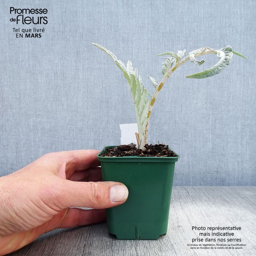 Cynara cardunculus var. altilis - Cardo Vasetto da 8/9 cm esemplare consegnato in primavera