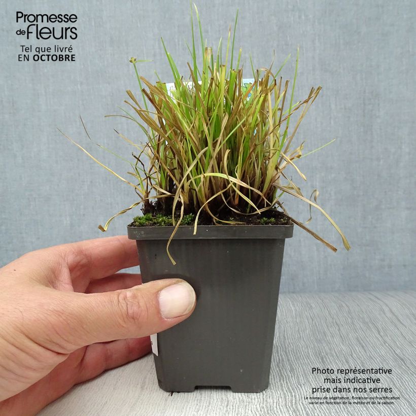 Esemplare di Cyperus alternifolius - Falso papiro Vasetto da 8/9 cm come consegnato in autunno