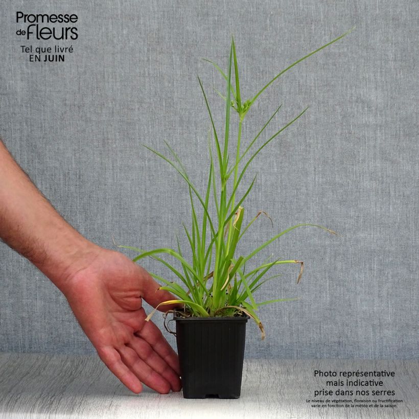 Esemplare di Cyperus alternifolius - Falso papiro Vasetto da 8/9 cm consegnato in estate