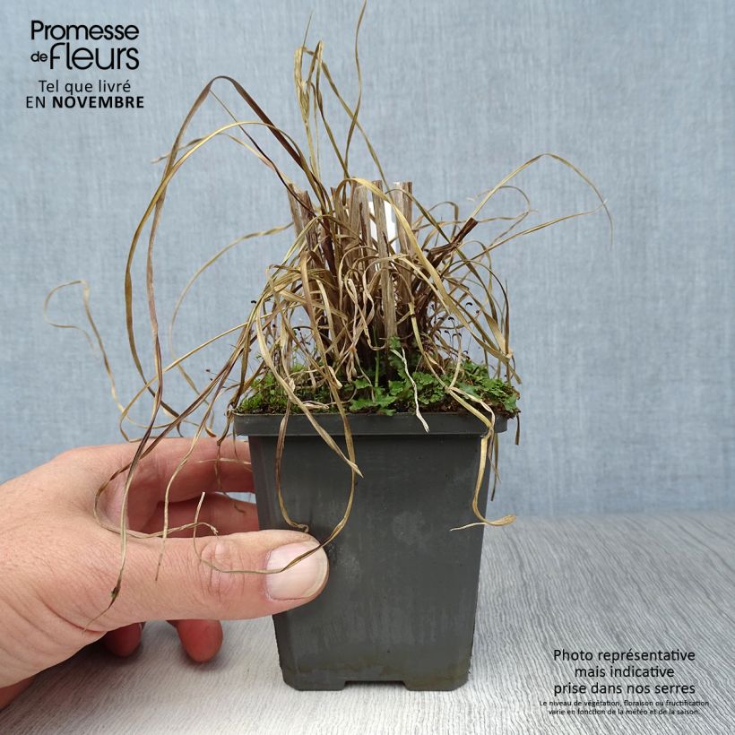 Esemplare di Cyperus glaber - Zigolo glabro Vasetto da 8/9 cm come consegnato in autunno