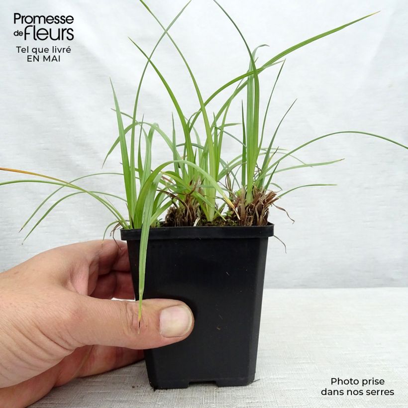 Cyperus longus - Zigolo comune Vasetto da 8/9 cm esemplare consegnato in primavera
