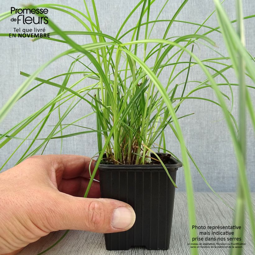 Esemplare di Cyperus longus - Zigolo comune Vasetto da 8/9 cm come consegnato in autunno