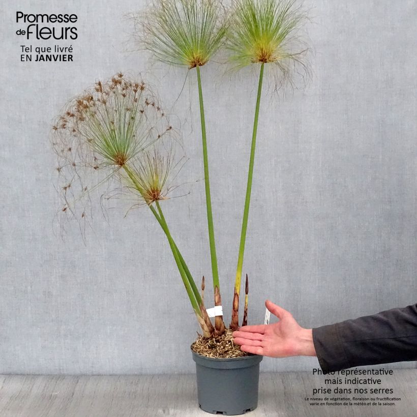 Cyperus papyrus - Papiro Vaso da 2L/3L esemplare consegnato in inverno