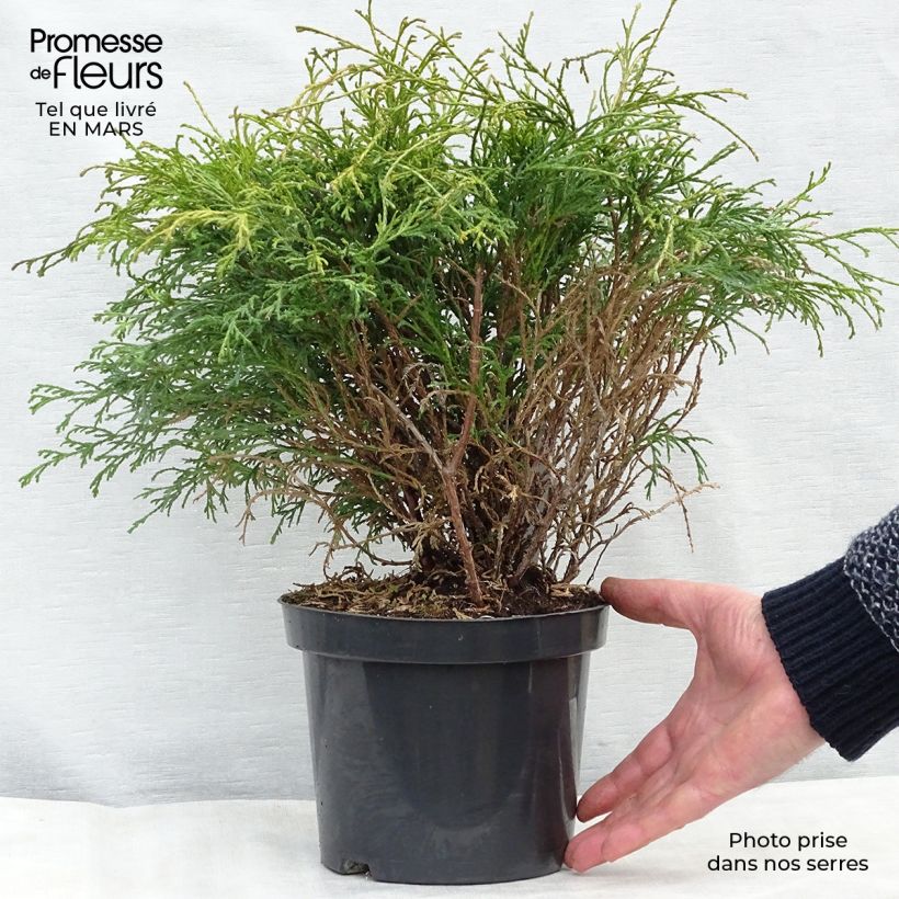 Chamaecyparis pisifera Filifera Vaso da 2L/3L esemplare consegnato in inverno