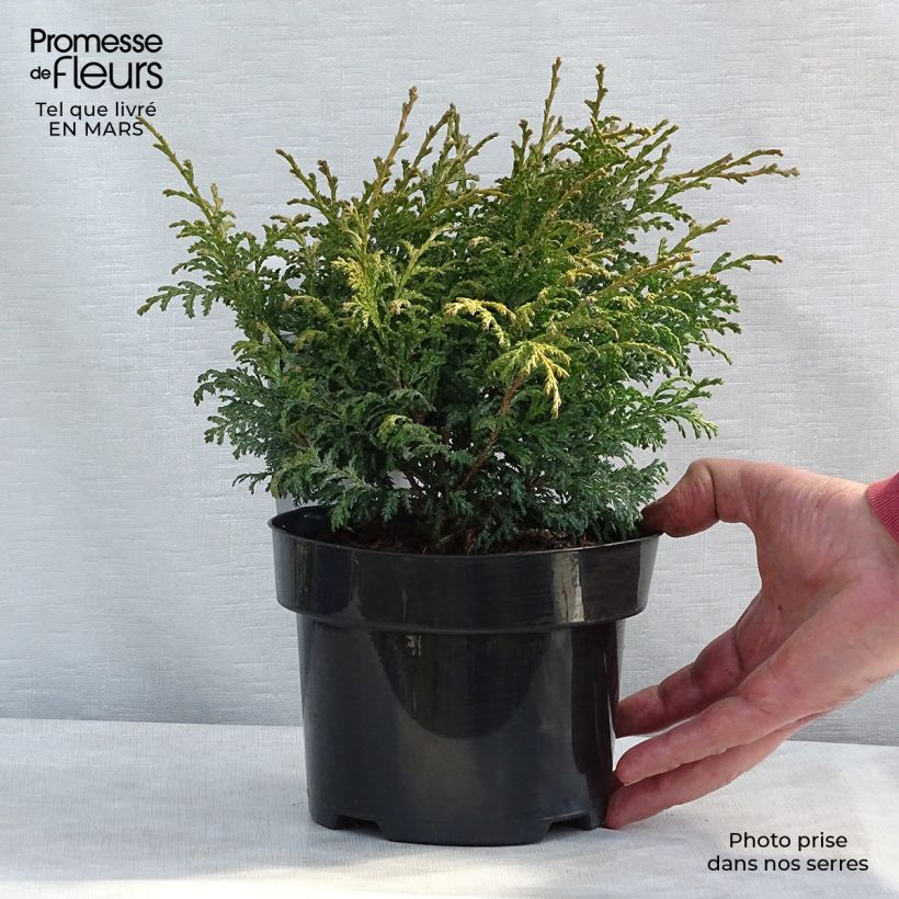 Chamaecyparis pisifera Golden Pincushion Vaso da 2L/3L esemplare consegnato in inverno